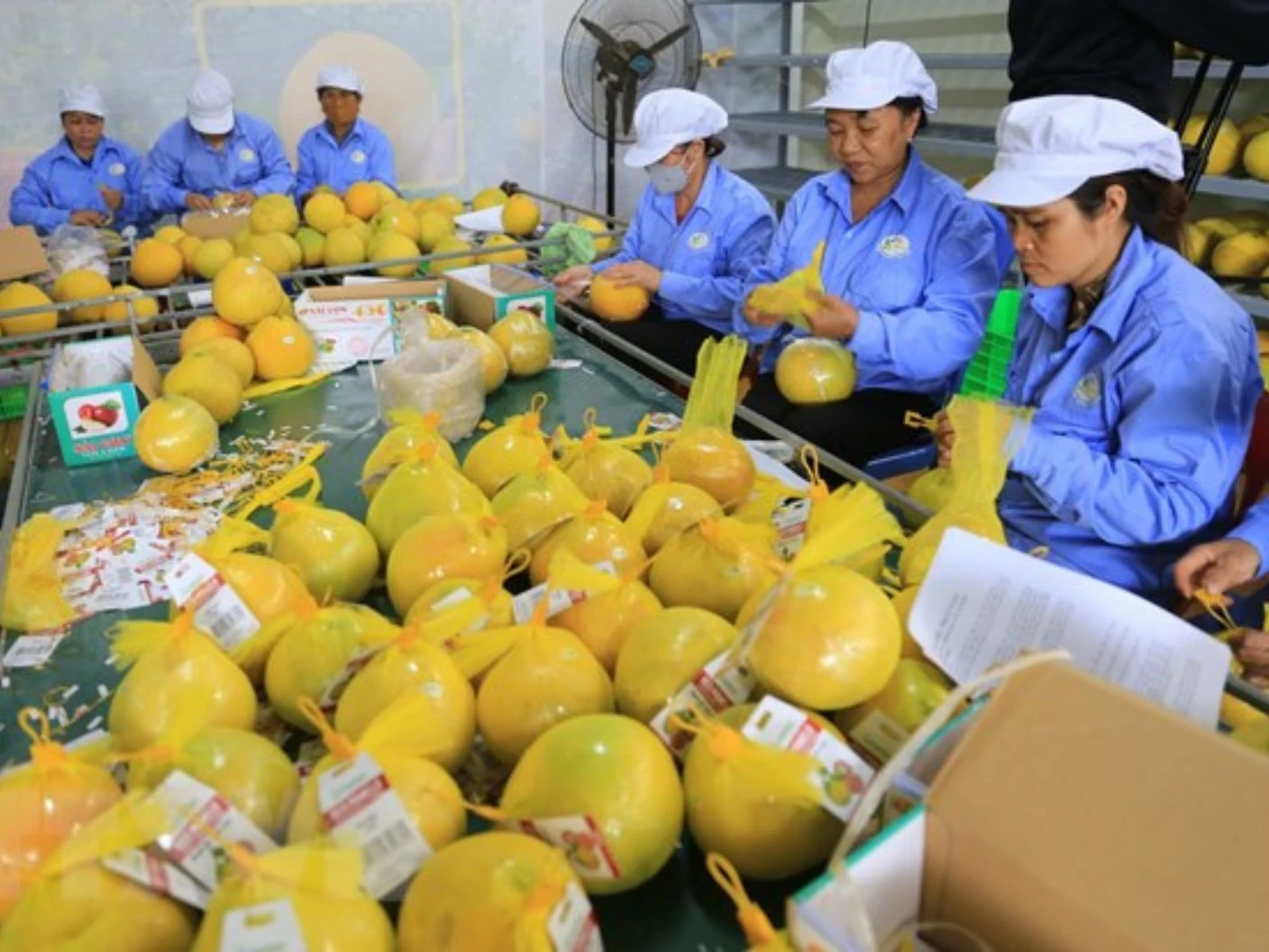 Xuất khẩu nông sản quý I/2026: Sản lượng tăng, giá trị suy giảm